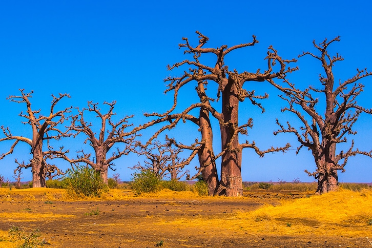 Nos voyages au Sénégal